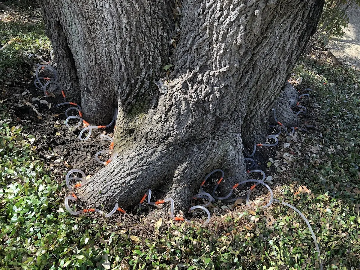 Detailed Tree Cabling and Bracing job site in Ashfield