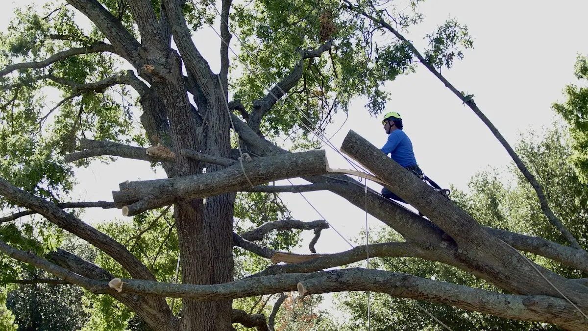 Professional Crown Thinning performed by certified arborists in Ashfield