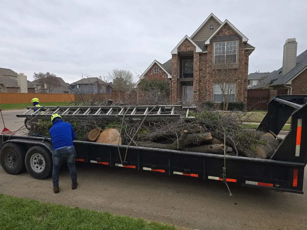 Expert Tree Fertilization with proper safety equipment in Ashfield